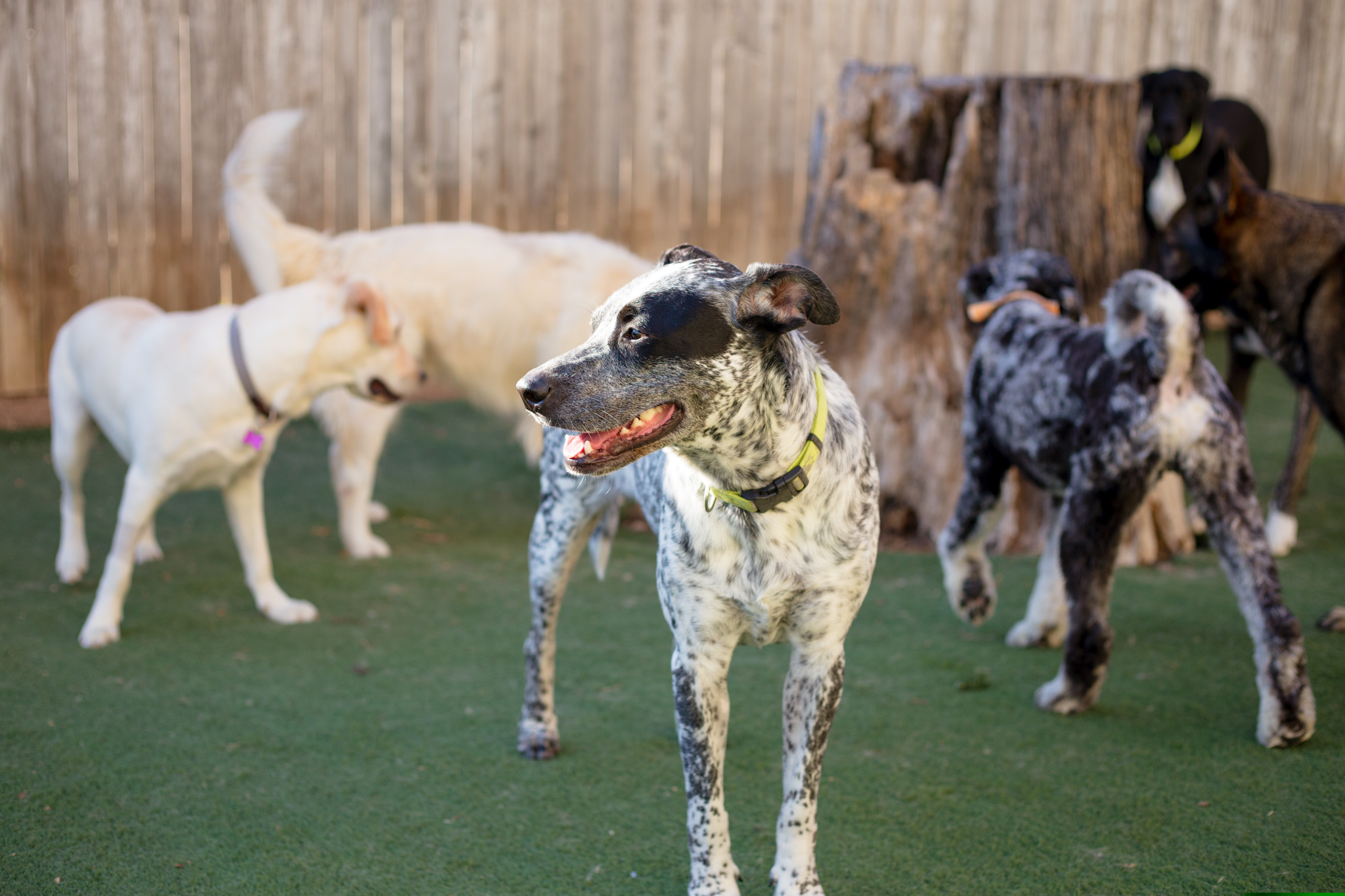 Group of dogs playing at elite suite pet resort in Southlake