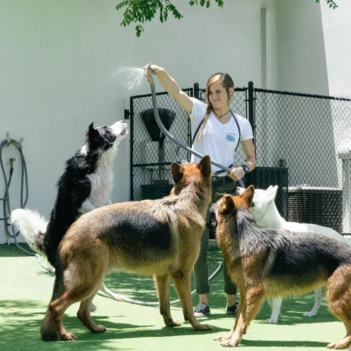 Trainer playing with dogs and hose