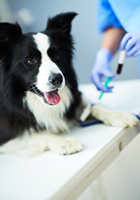 black and white dog having blood drawn