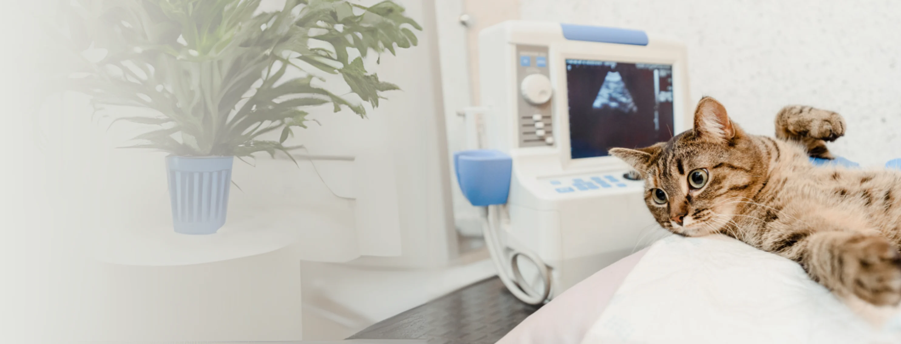 Brown Cat Receiving Ultrasound Brown Cat Receiving Ultrasound