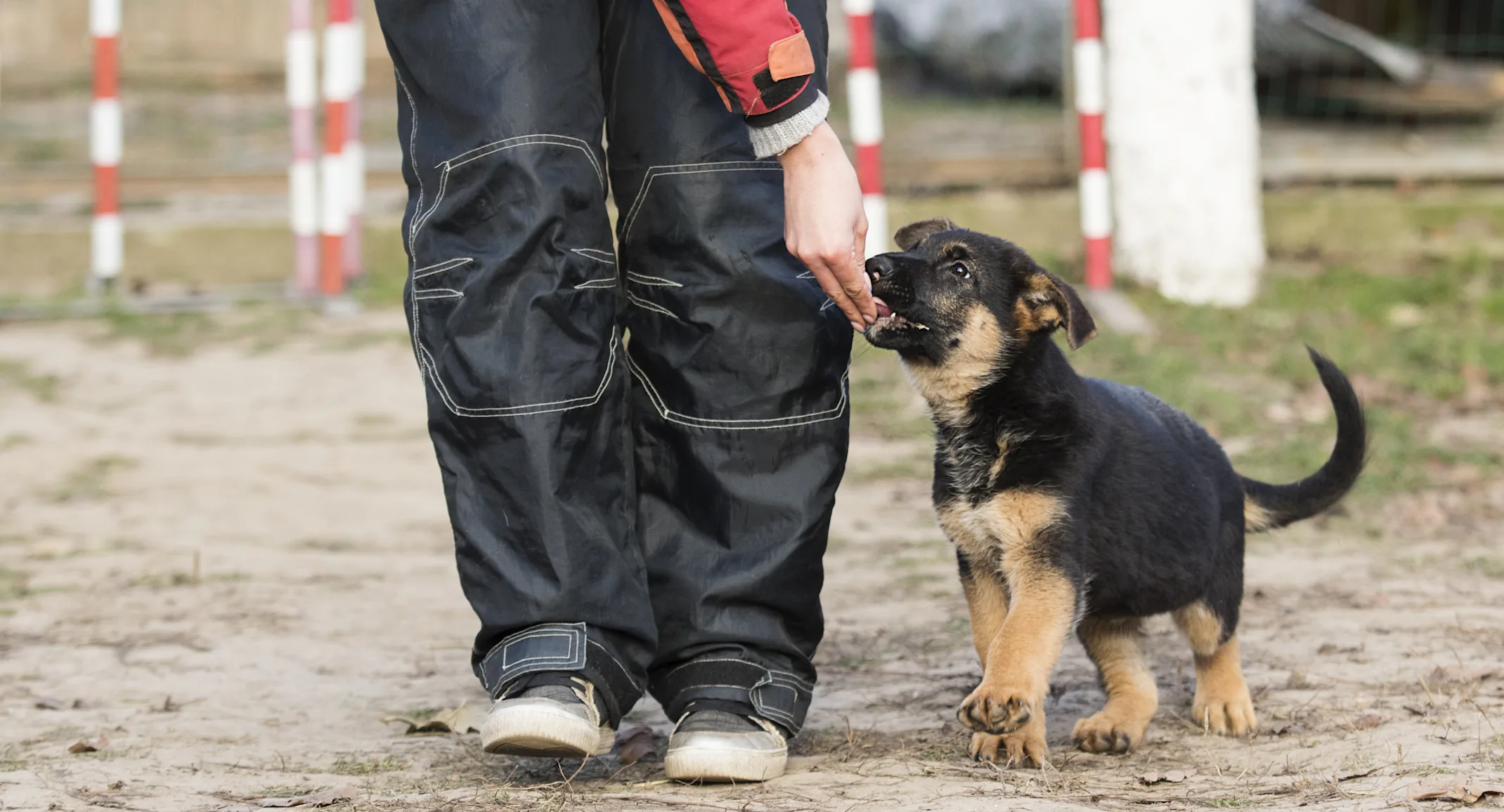 Puppy being fed a treat by handler.