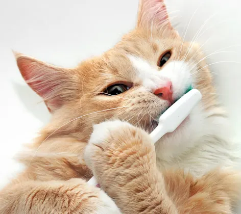 Cat with a Toothbrush