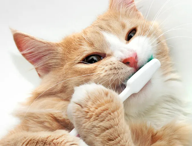 Cat with a Toothbrush Cat with a Toothbrush