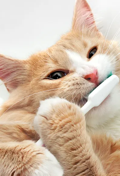 Cat with a Toothbrush Cat with a Toothbrush