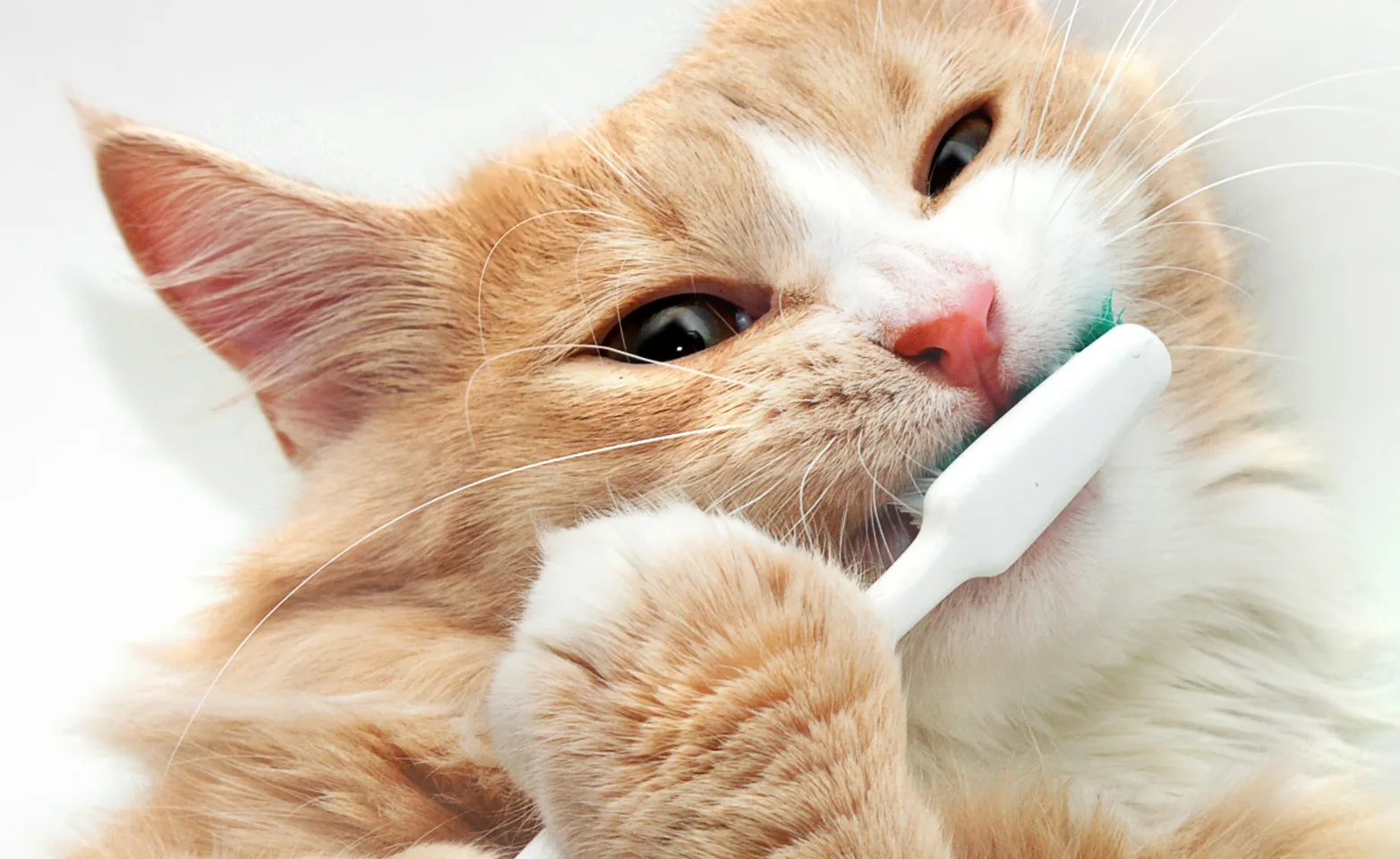 Cat with a Toothbrush Cat with a Toothbrush