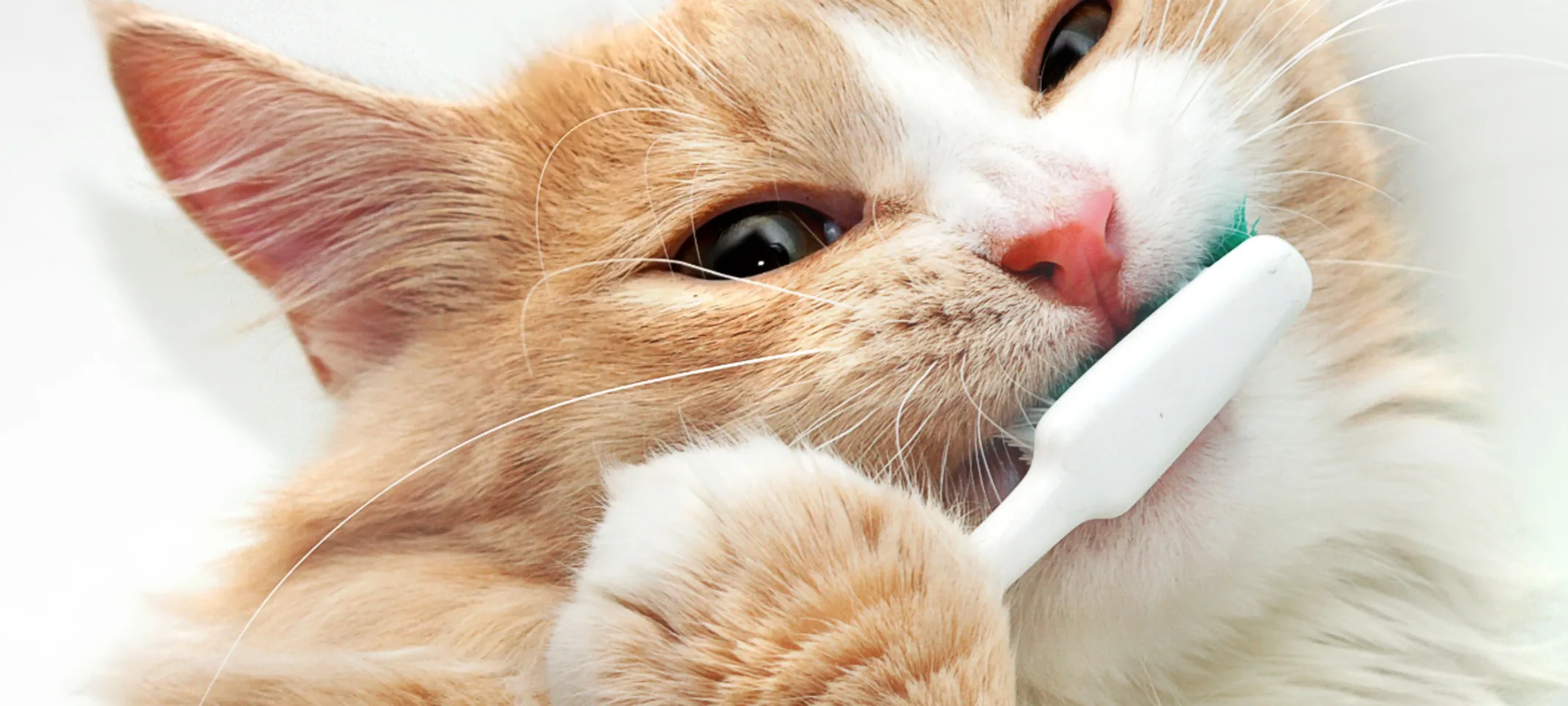 Cat with a Toothbrush