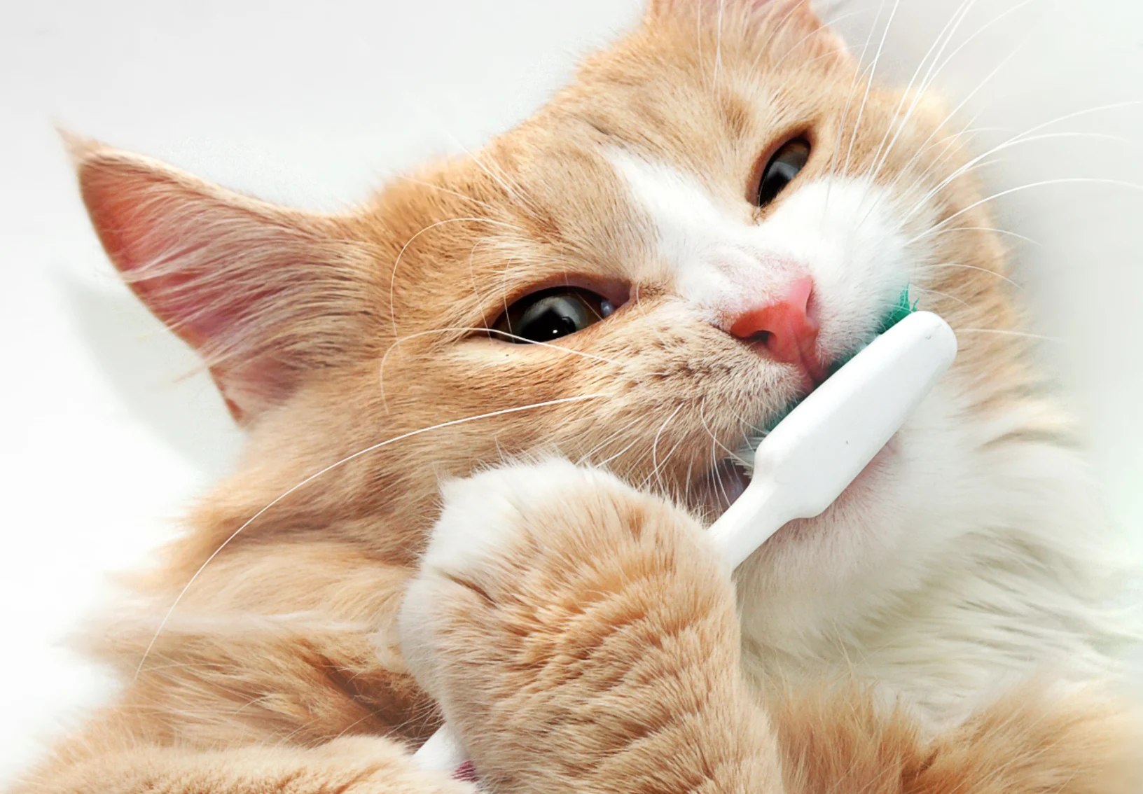 Cat with a Toothbrush