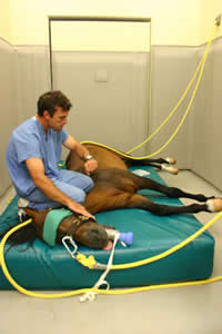 Horse in Induction & Recovery Room