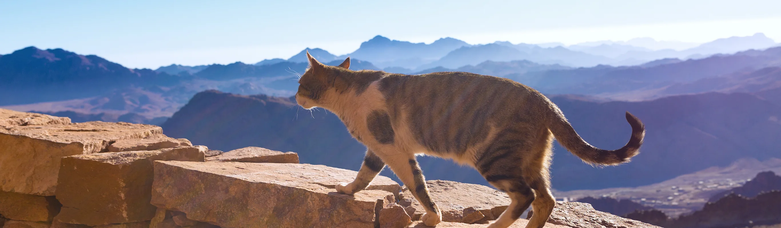 Cat walking on a stone wall