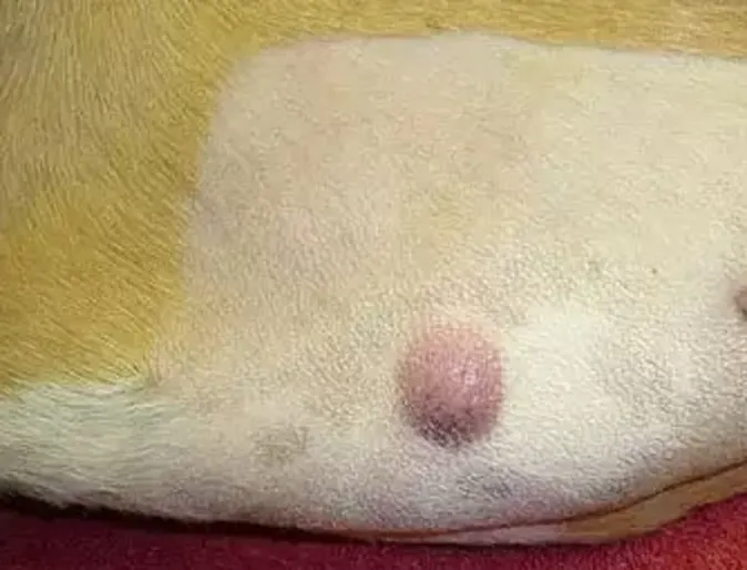 Dog with a mast cell tumor on it's belly Dog with a mast cell tumor on it's belly