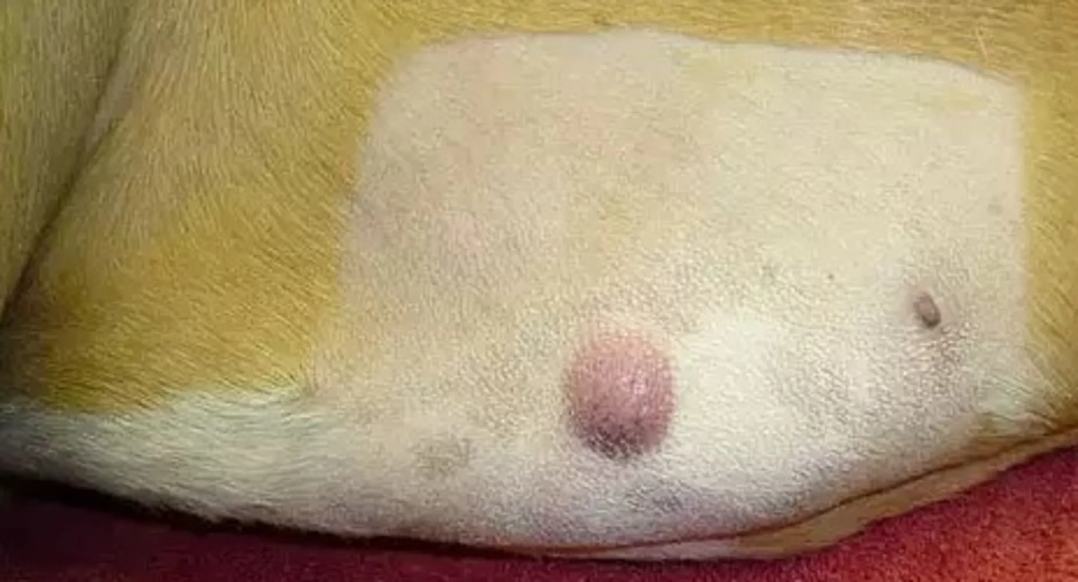 Dog with a mast cell tumor on it's belly Dog with a mast cell tumor on it's belly
