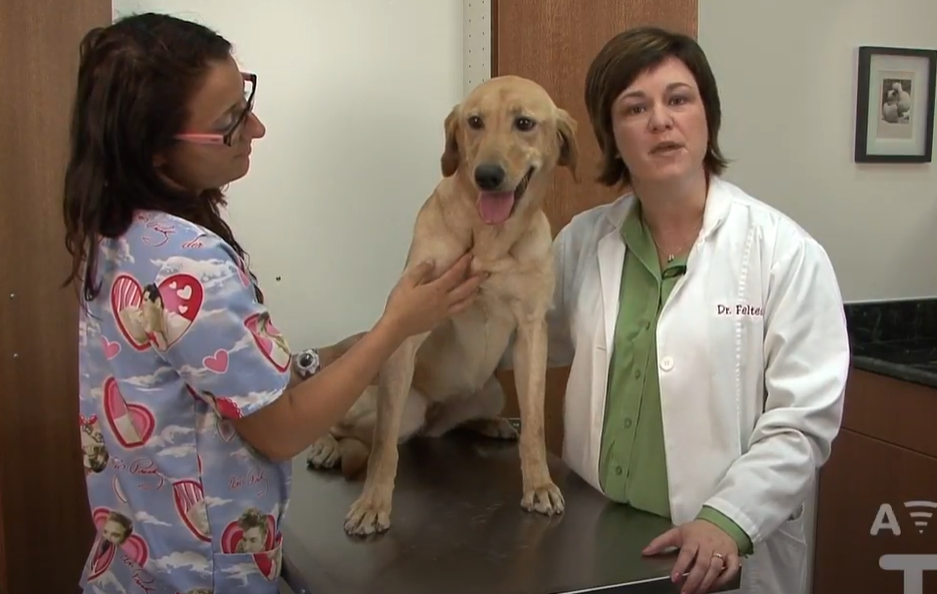 One woman holds a dog on an examination table while the other speaks to the camera