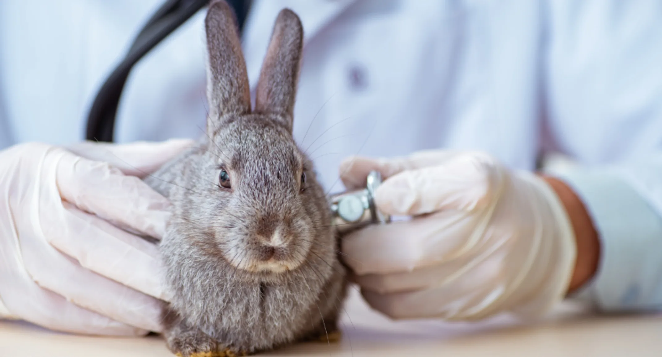 A veterinarian examining a gray rabbit A veterinarian examining a gray rabbit