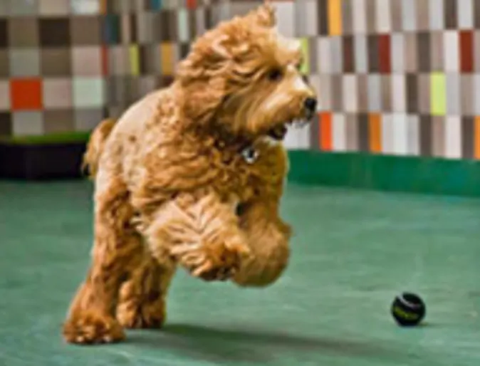 A Brown Dog Playing at Pooch Hotel