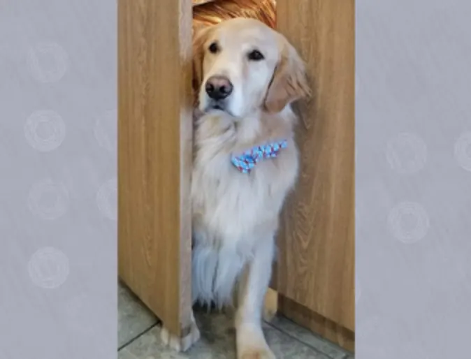 A Labrador sitting in a doorway looking to the left 