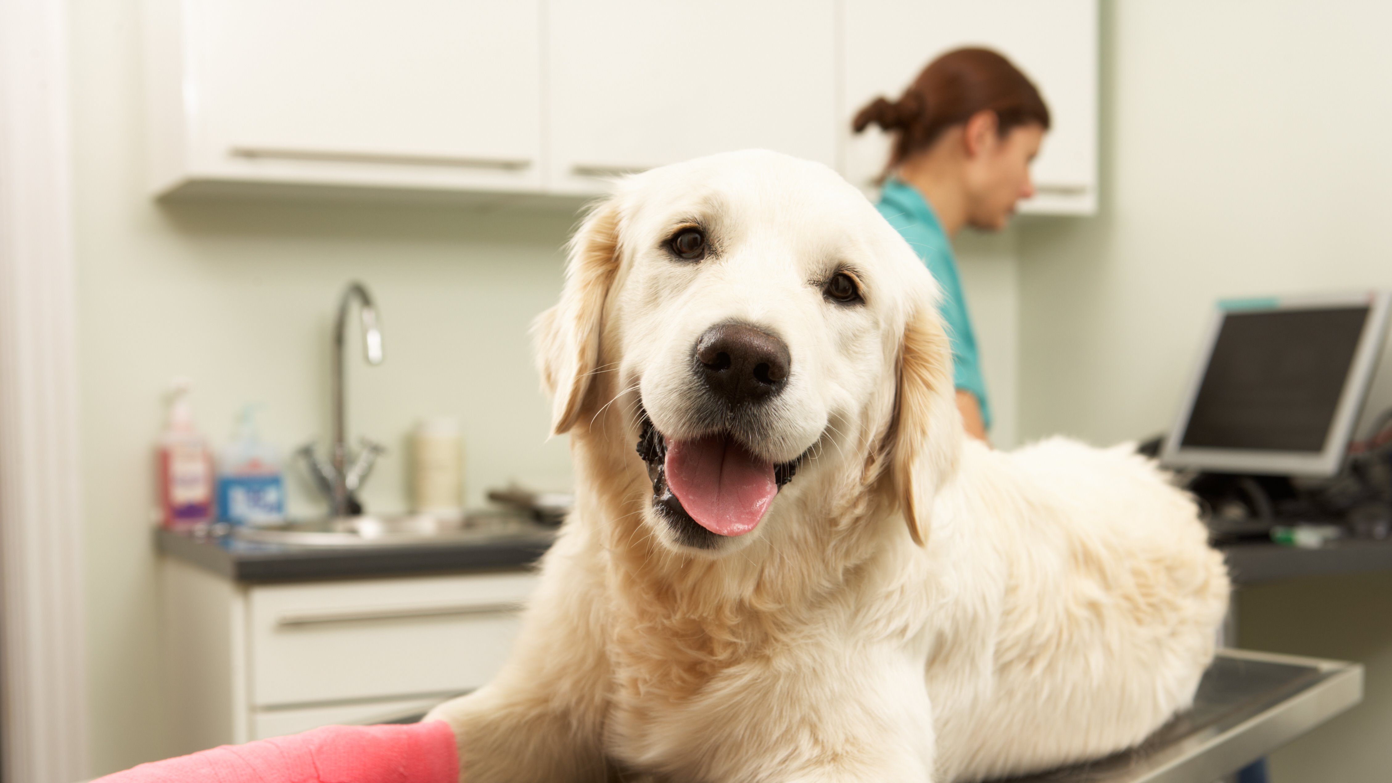 Veterinary Care in Tacoma, WA | Tacoma Animal Hospital