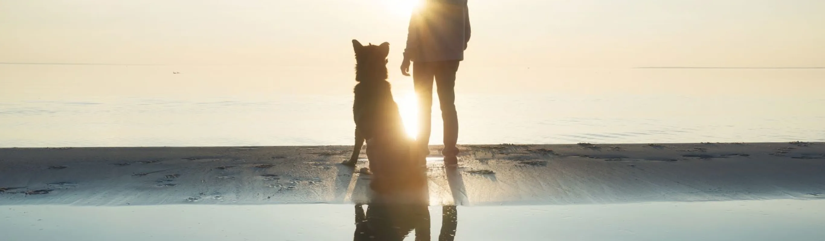 Person and dog at the beach Person and dog at the beach