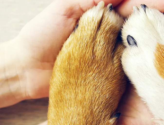 Dog paw with heart Dog paw with heart