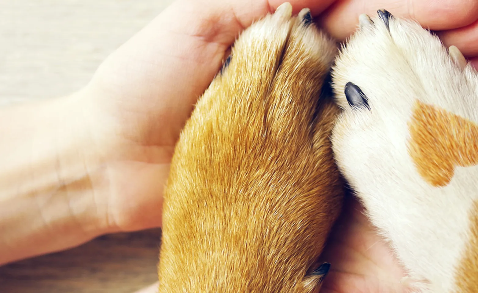 Dog paw with heart Dog paw with heart