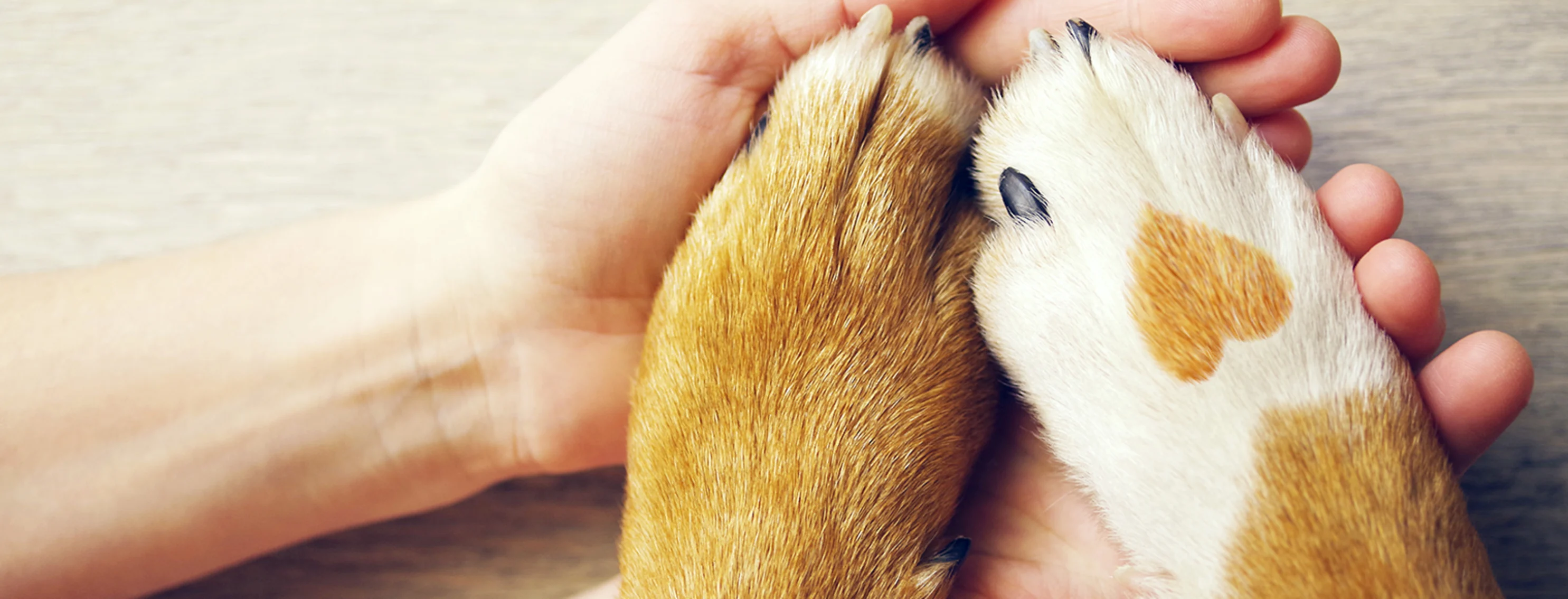 Dog paw with heart