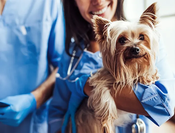 Photo of a Vet staff holding a Yorkie Photo of a Vet staff holding a Yorkie