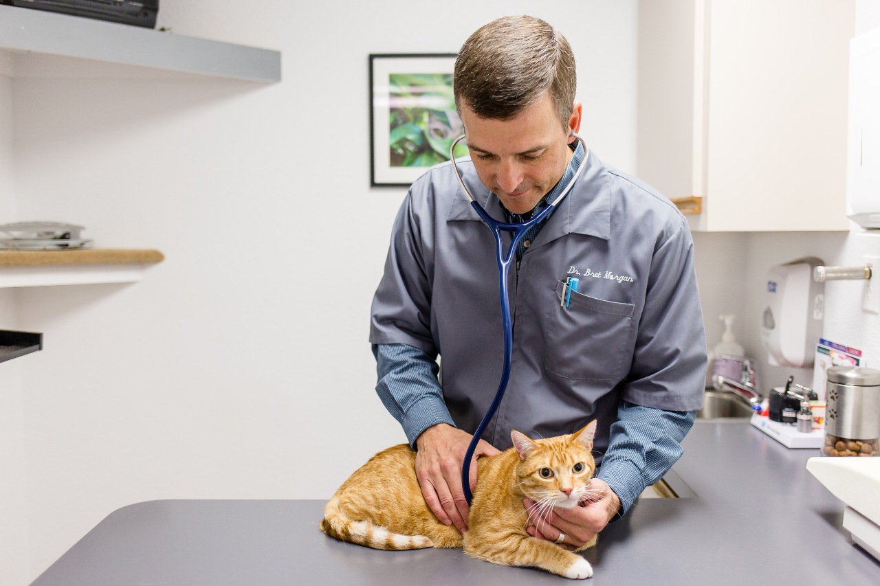 Veterinary Care in Colorado Springs | East Springs Animal Hospital