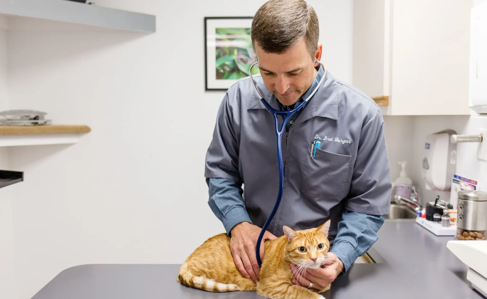Dr. Bret checking an orange cat's heart pulse.