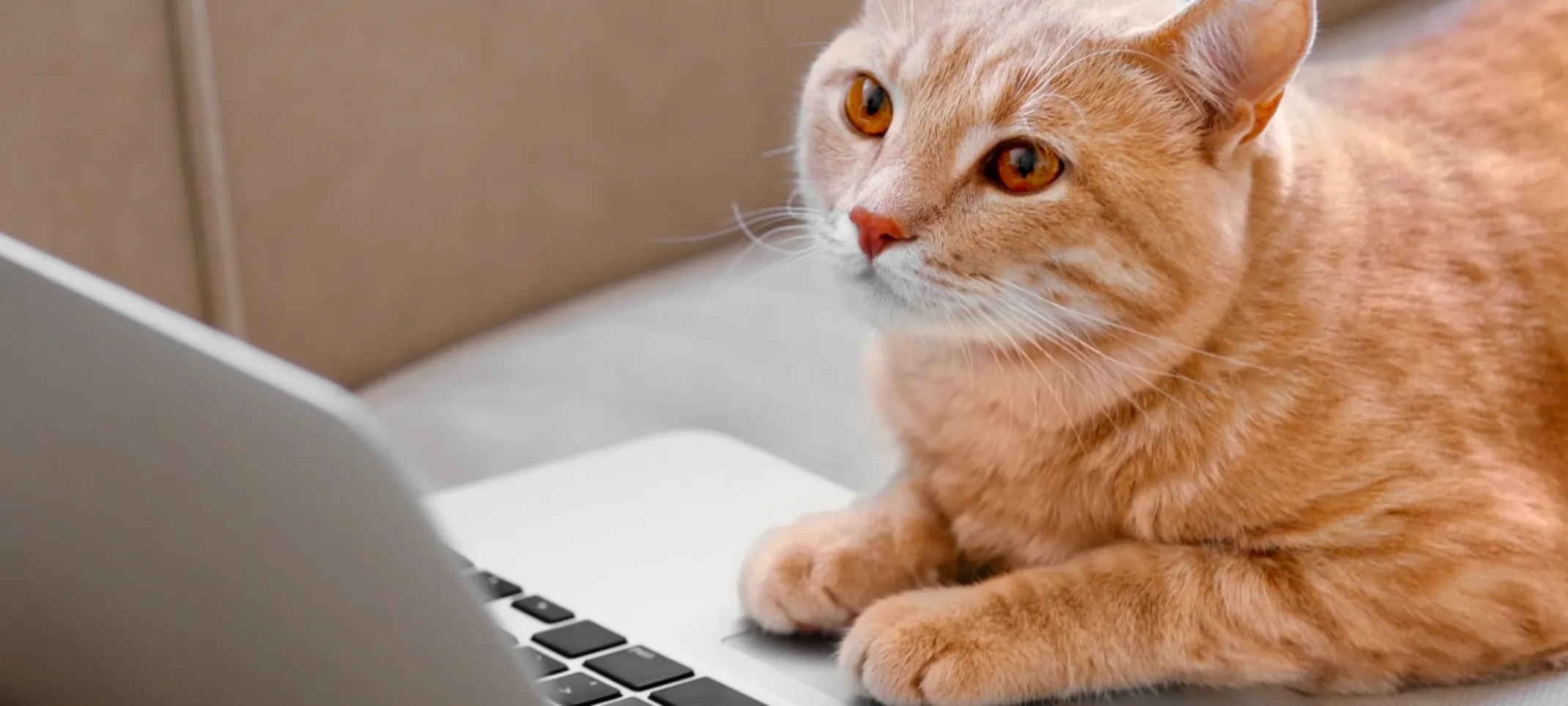 A cat laying on couch with its paws on the laptop looking at the screen