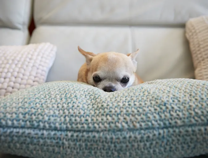HOME - ABOUT US - DOG - PILLOW HOME - ABOUT US - DOG - PILLOW