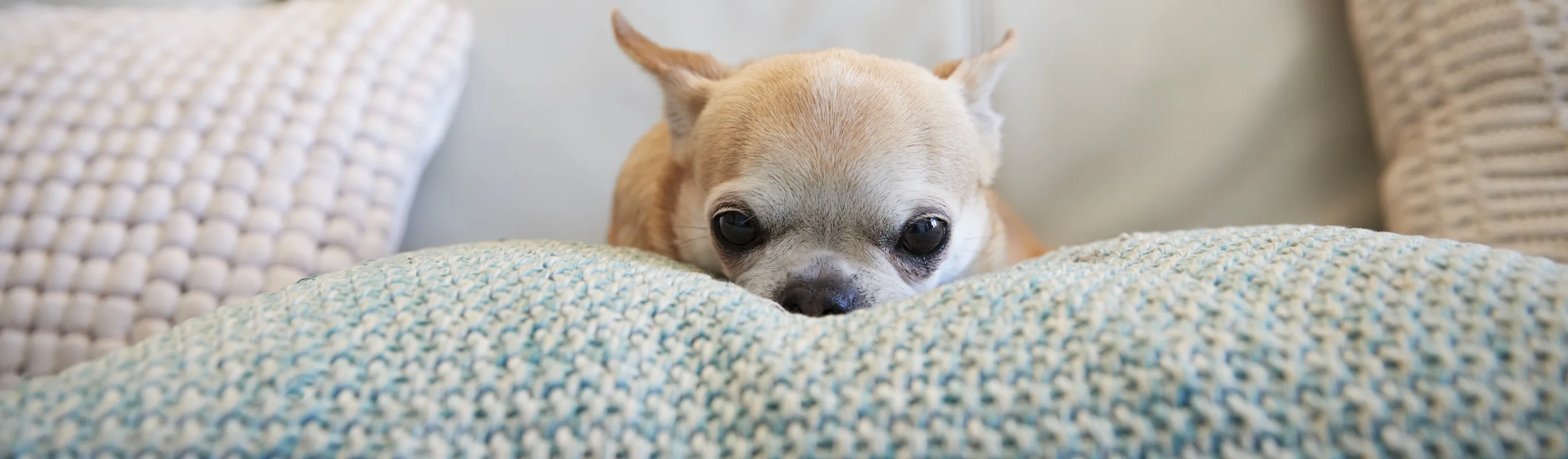 HOME - ABOUT US - DOG - PILLOW