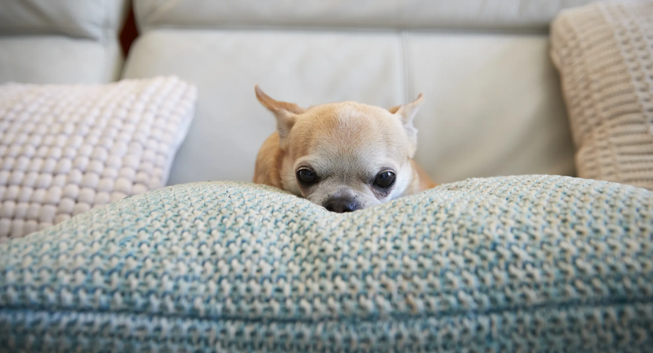 HOME - ABOUT US - DOG - PILLOW