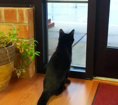 cat looking out door cat looking out door