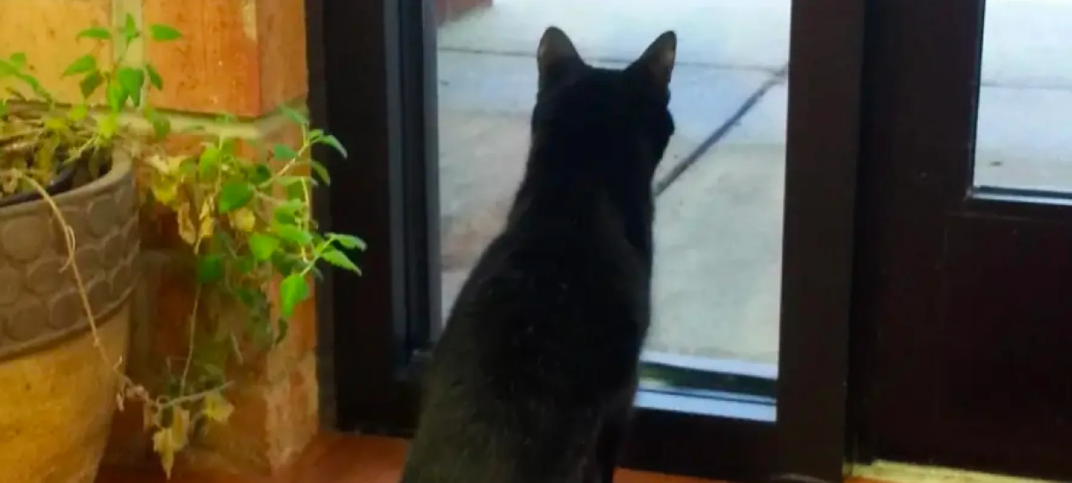 cat looking out door cat looking out door
