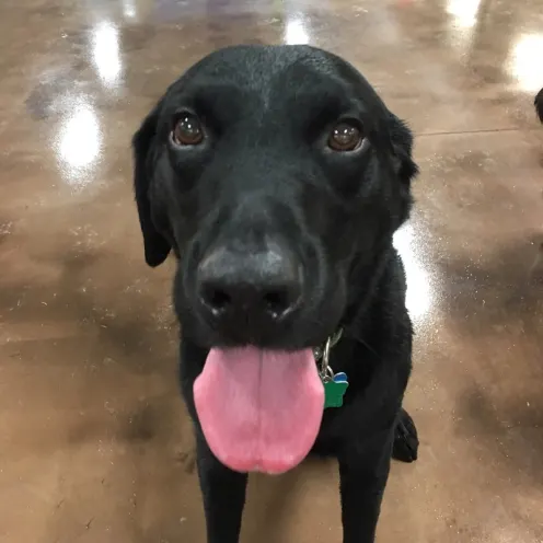 Black Lab sticking its tongue out