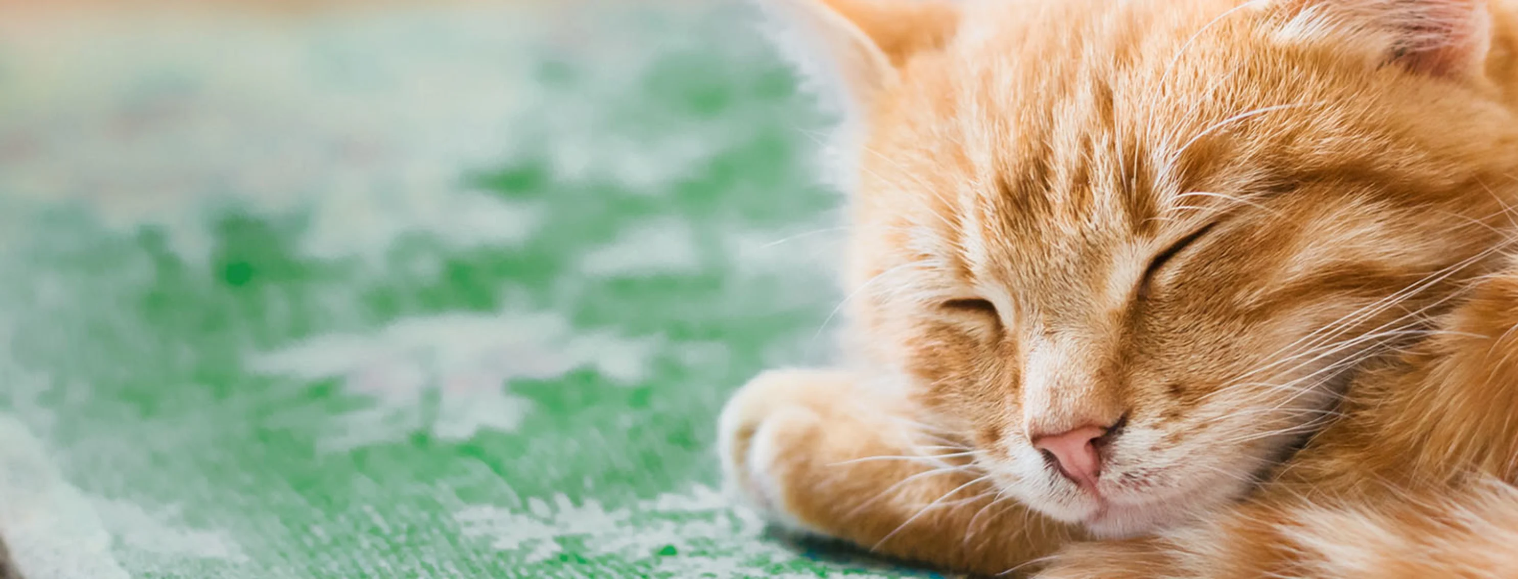 Orange cat sleeping on green rug