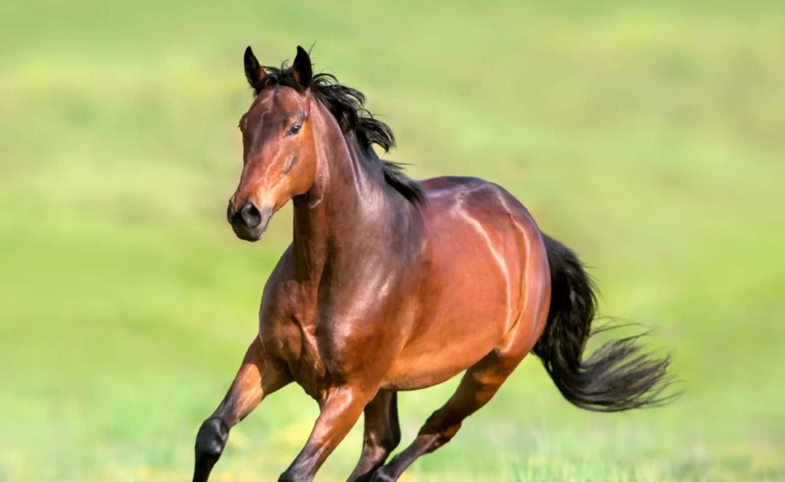 Brown horse running through grass field