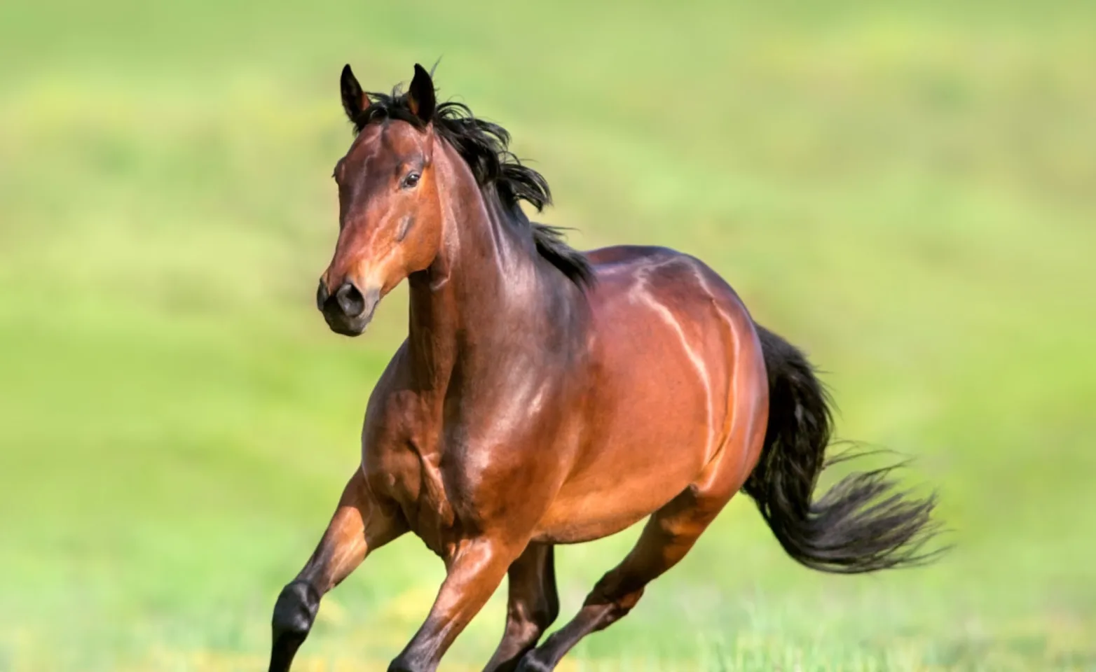 Brown horse running through grass field Brown horse running through grass field