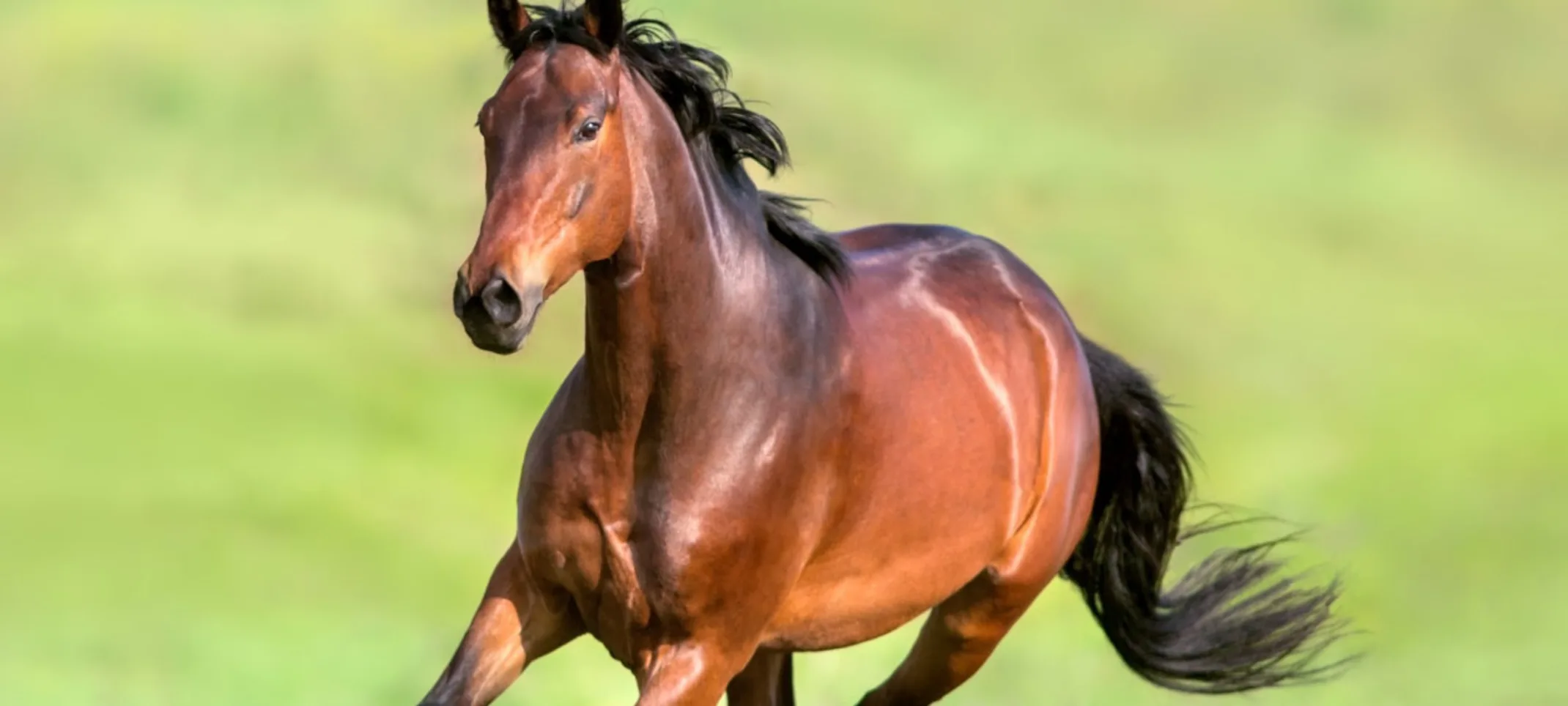Brown horse running through grass field Brown horse running through grass field