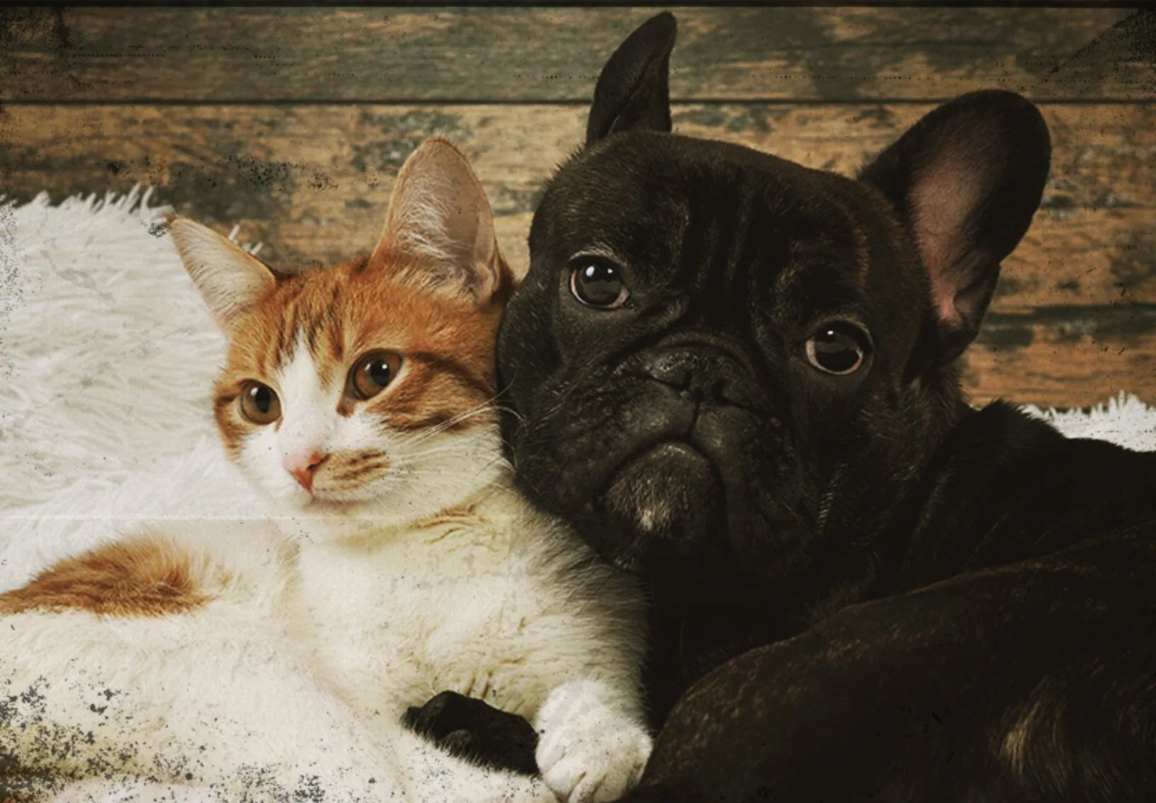 Dog and cat laying together with vintage photo filter