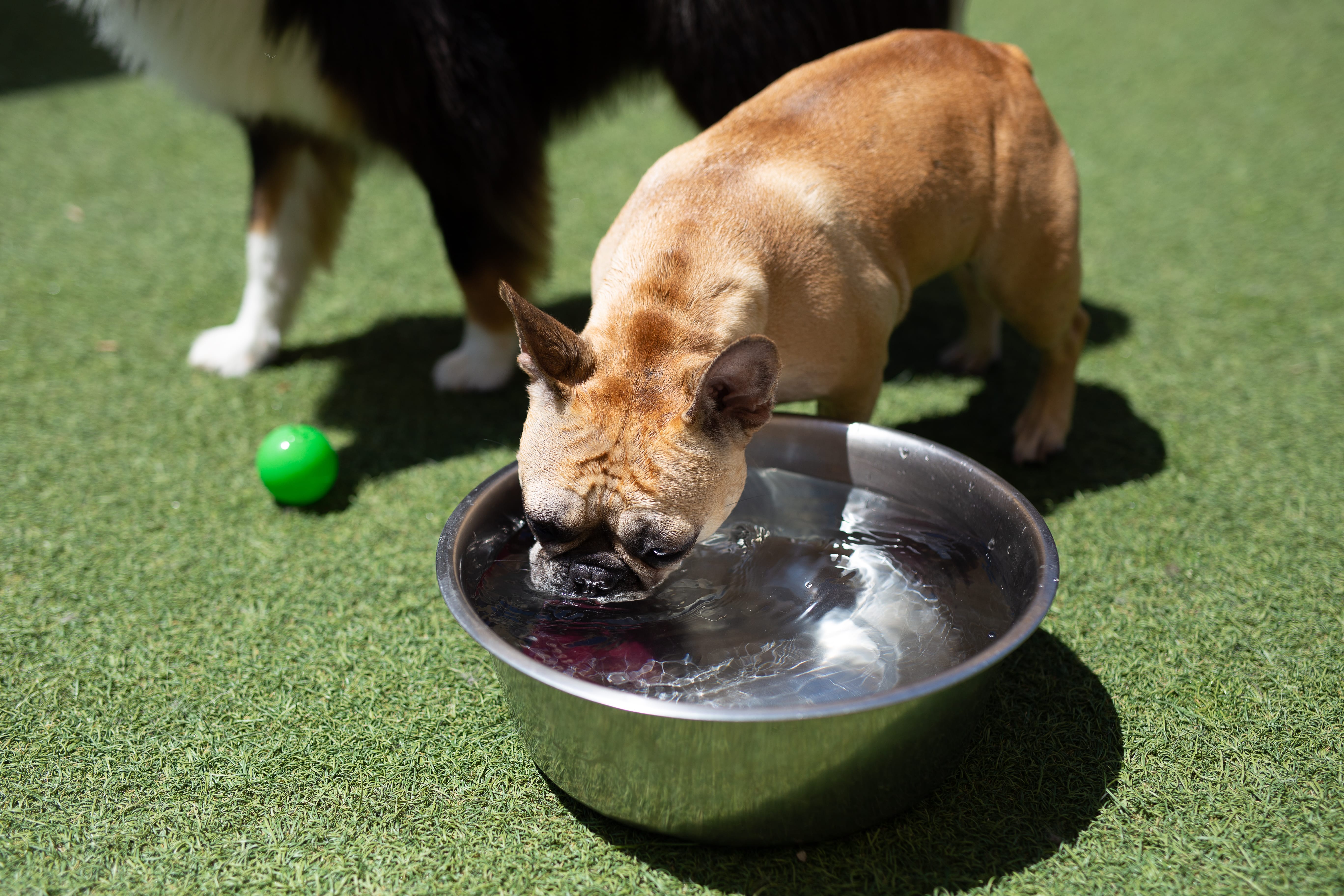 Dog drinking water at Bowhaus in Boulder, CO