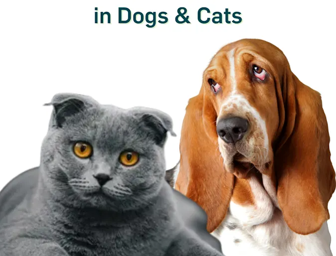Grey shorthair cat and basset hound dog sitting Grey shorthair cat and basset hound dog sitting