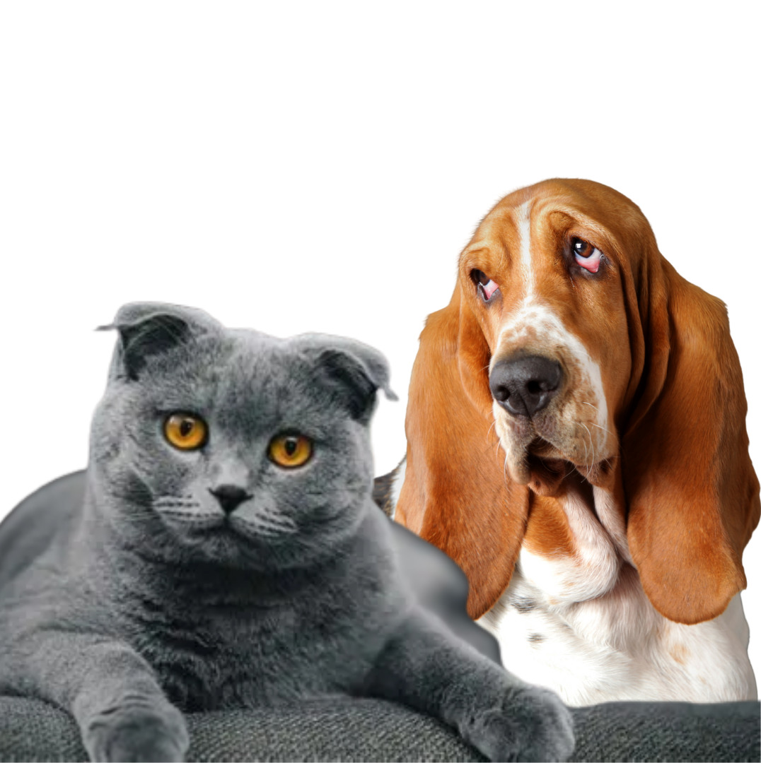 Grey shorthair cat and basset hound dog sitting