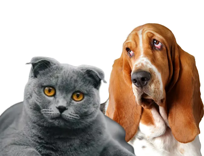 Grey shorthair cat and basset hound dog sitting Grey shorthair cat and basset hound dog sitting