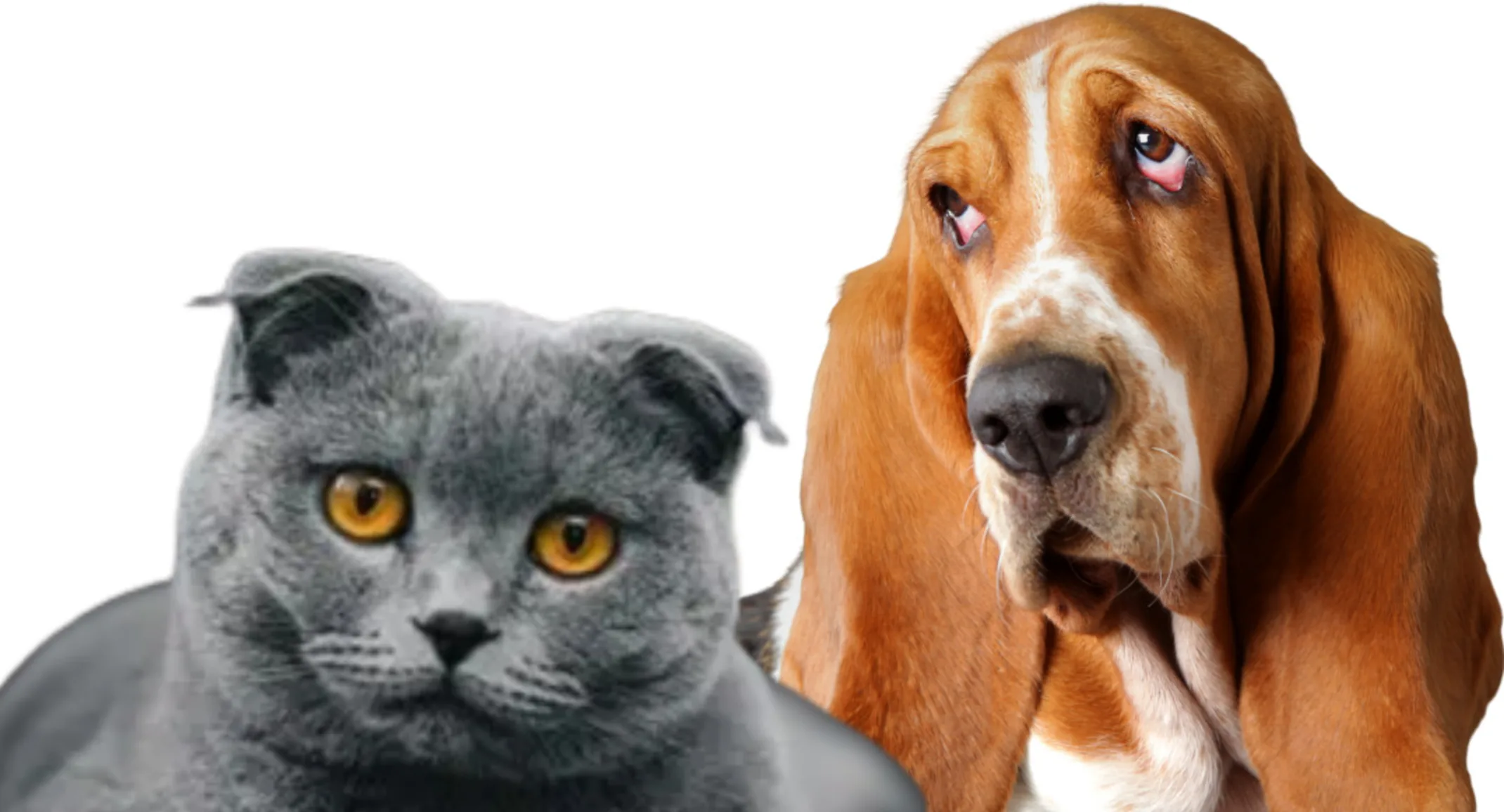 Grey shorthair cat and basset hound dog sitting Grey shorthair cat and basset hound dog sitting
