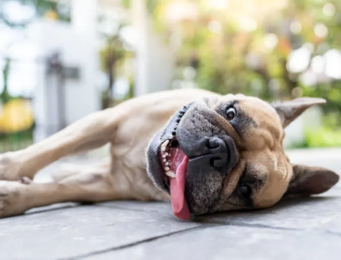 Heat stroke in Pets: Symptoms, Emergency Care, and Prevention Heat stroke in Pets: Symptoms, Emergency Care, and Prevention