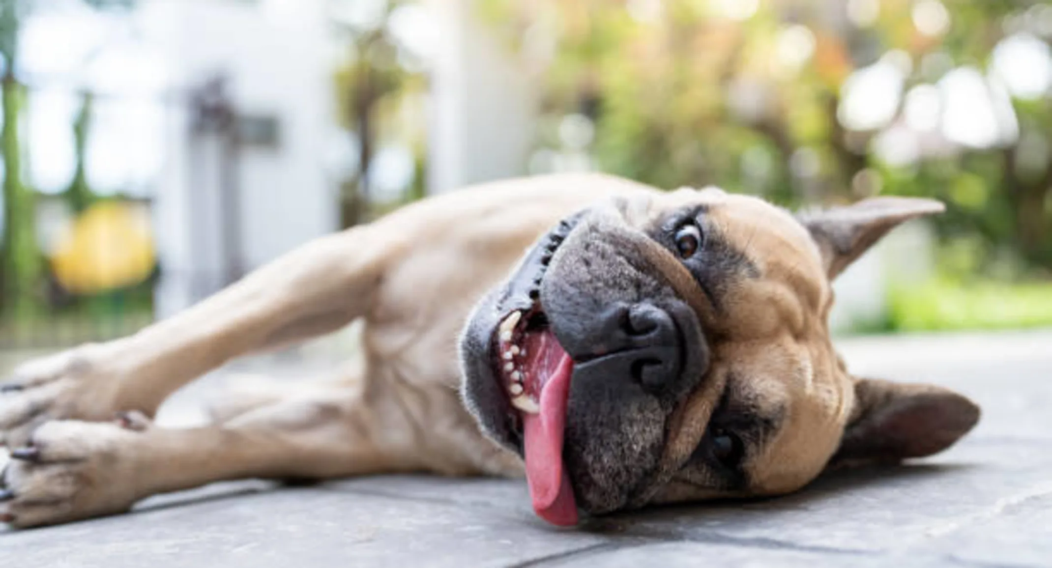 Heat stroke in Pets: Symptoms, Emergency Care, and Prevention Heat stroke in Pets: Symptoms, Emergency Care, and Prevention