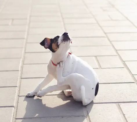 Dog scratching himself Dog scratching himself