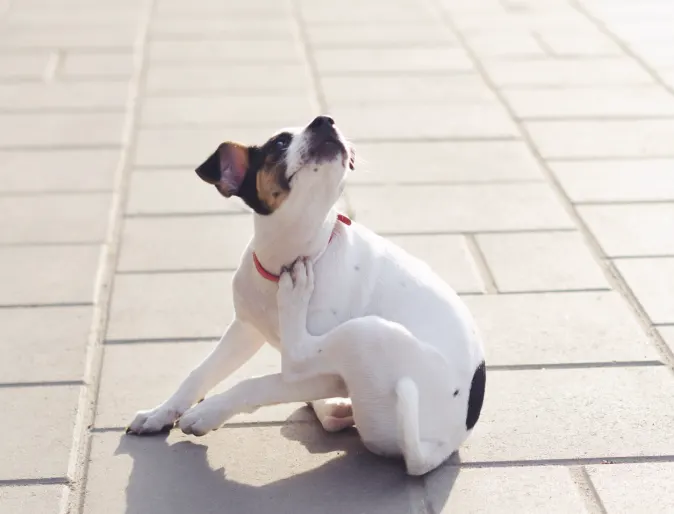 Dog scratching himself