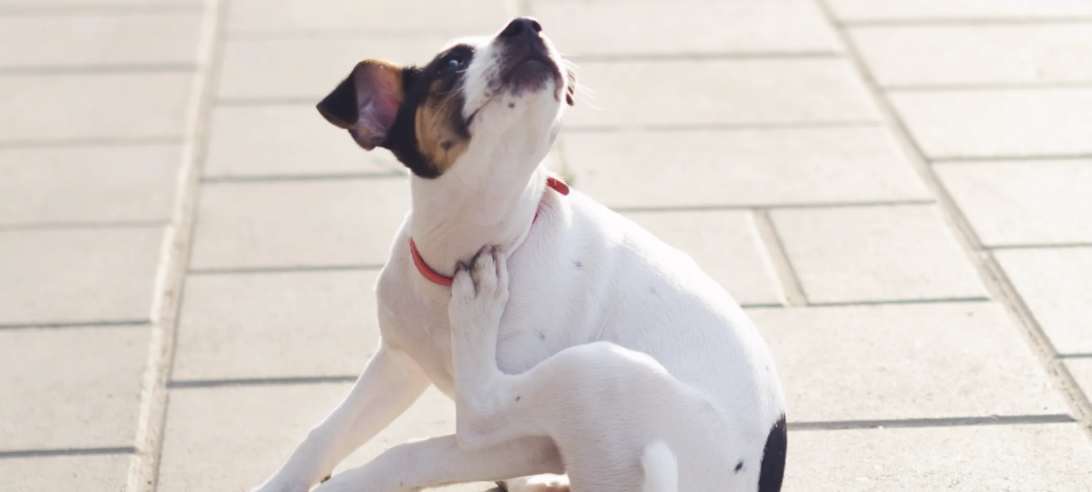 Dog scratching himself