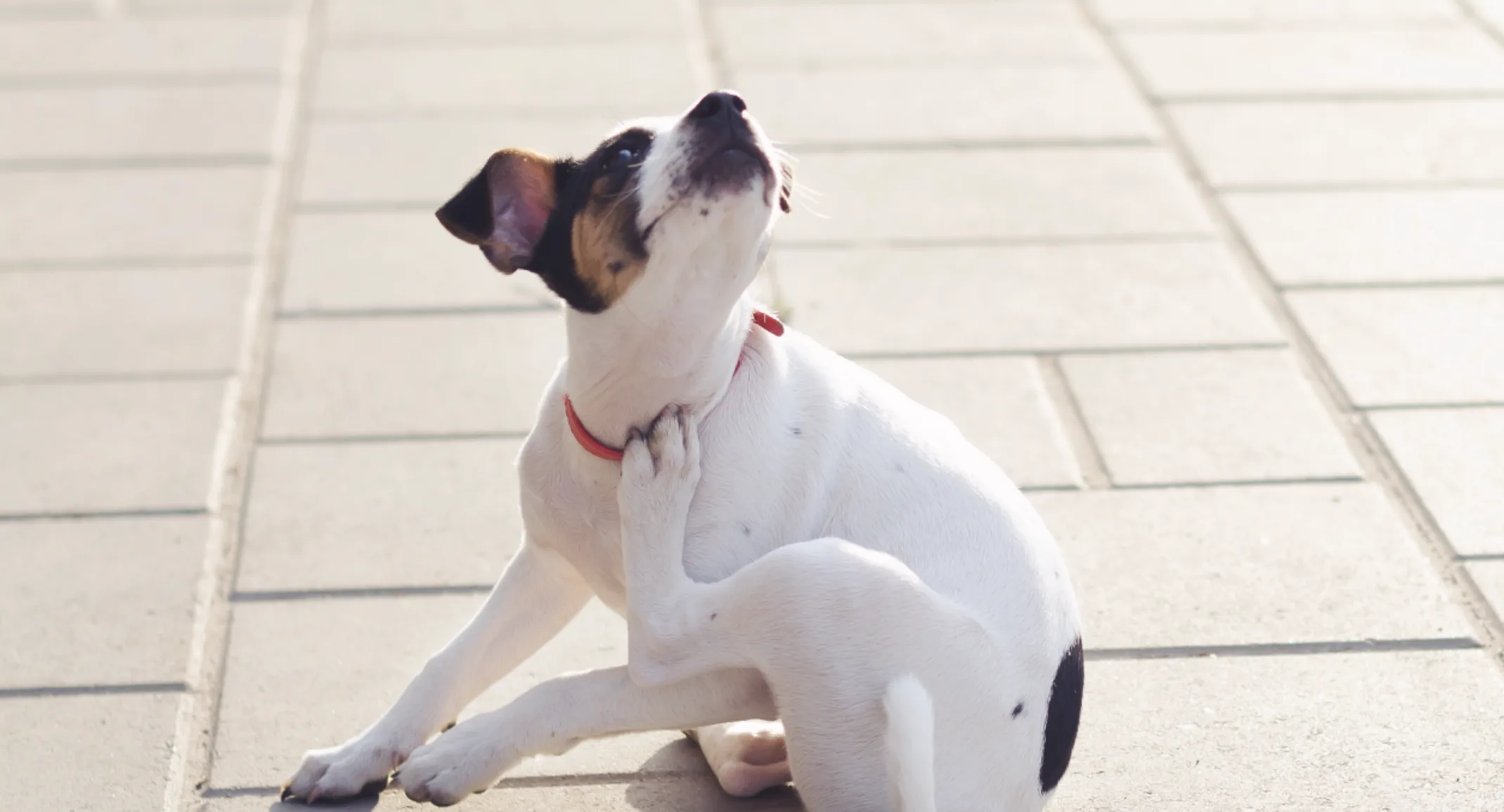 Dog scratching himself